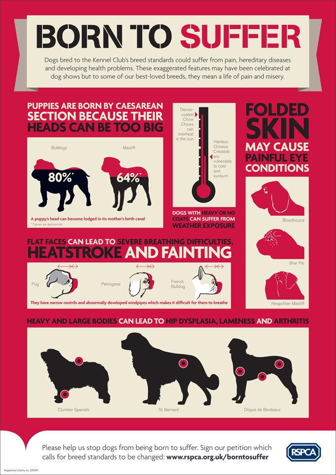 Infographic shows pesky pedigree problems | Happy tails